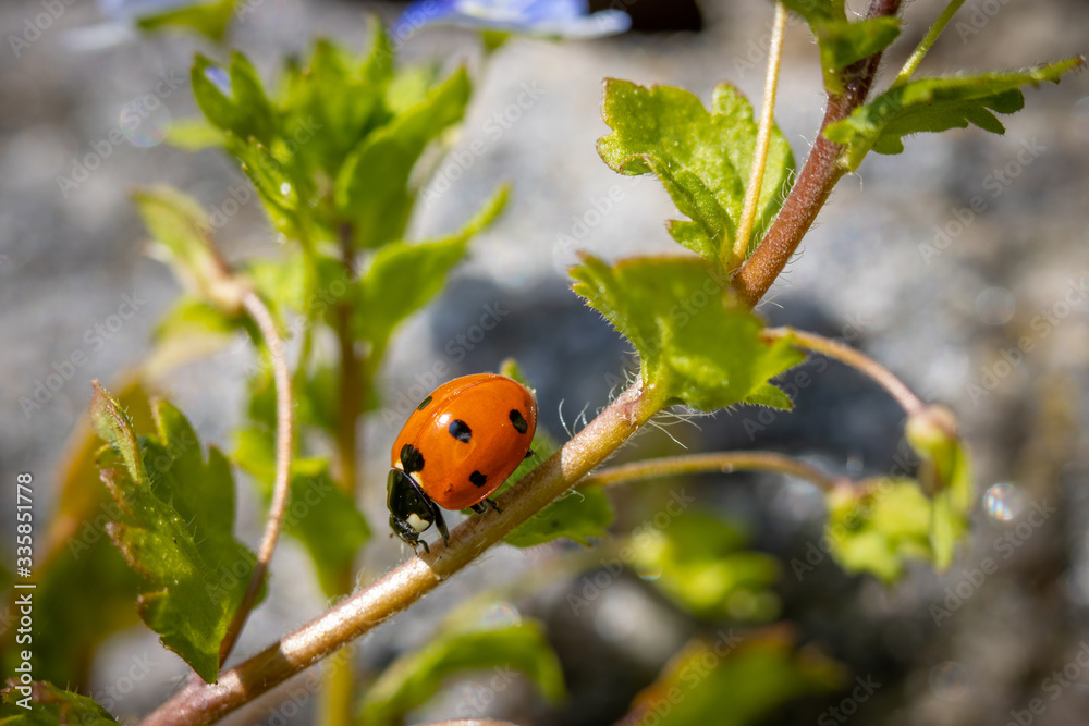 one ladybird is on a green plant looking for food one ladybird is on a green plant looking for food