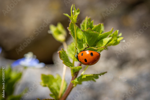 one  ladybird is on a green plant looking for food