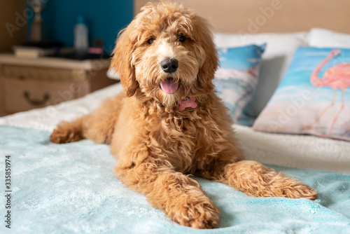 Goldendoodle puppy on bed