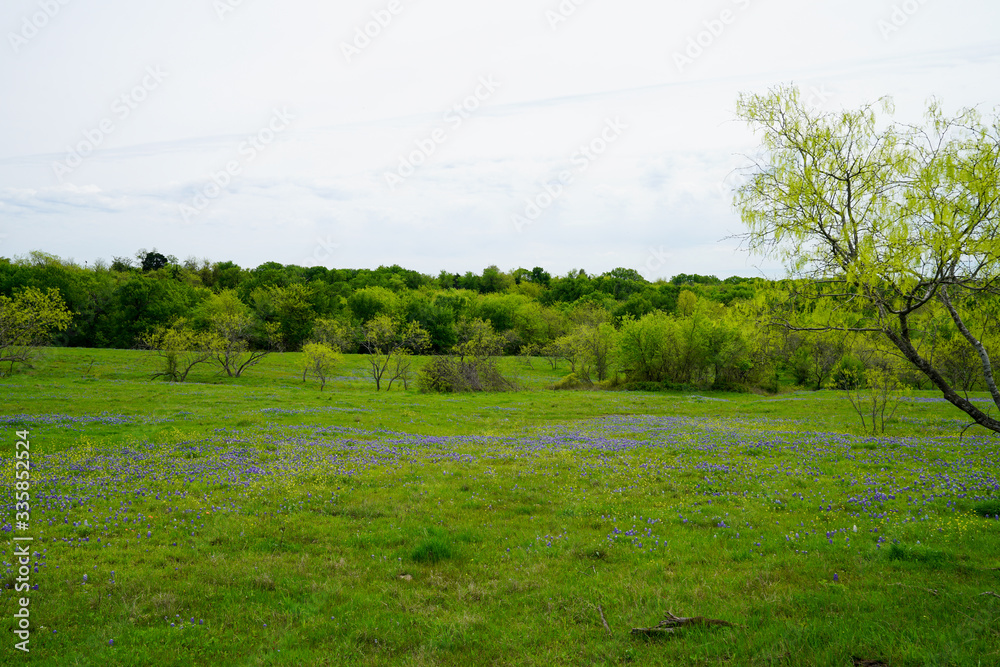 Wide open view of the Texas countryside with bluebonnet wildflowers in bloom during spring season. Wide open view of the Texas countryside with bluebonnet wildflowers in bloom during spring season.