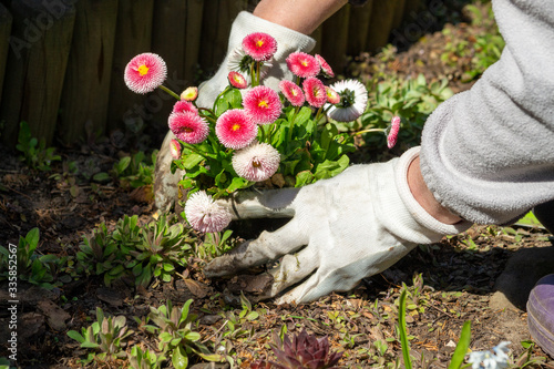 Planting flowers in the spring.