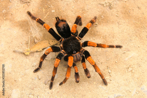 orange kneeling tarantula