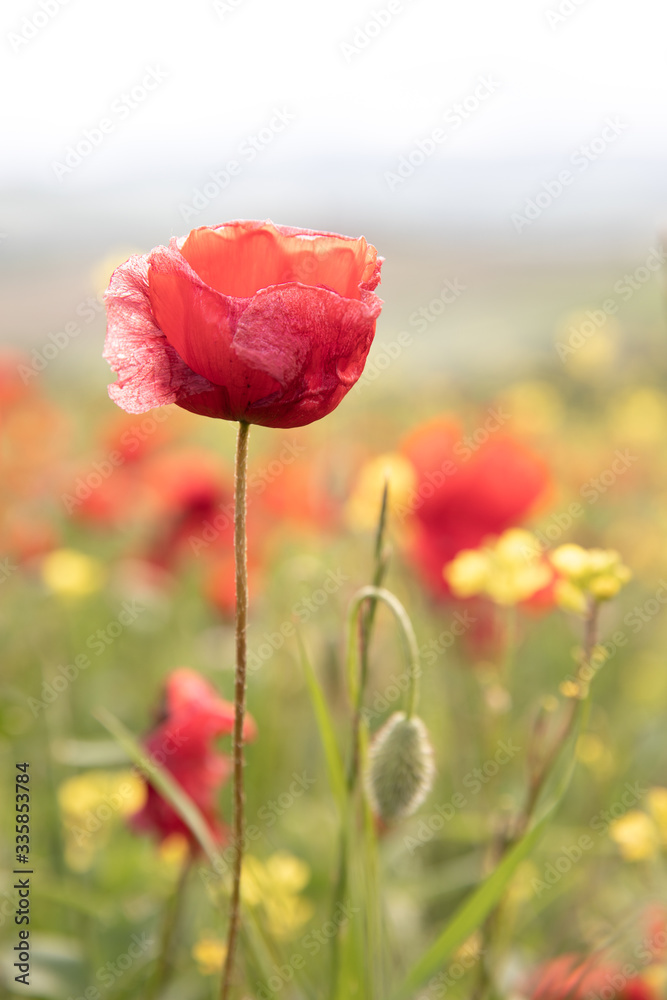 Obraz premium Red poppy flower in sunrise light with a sun flare.