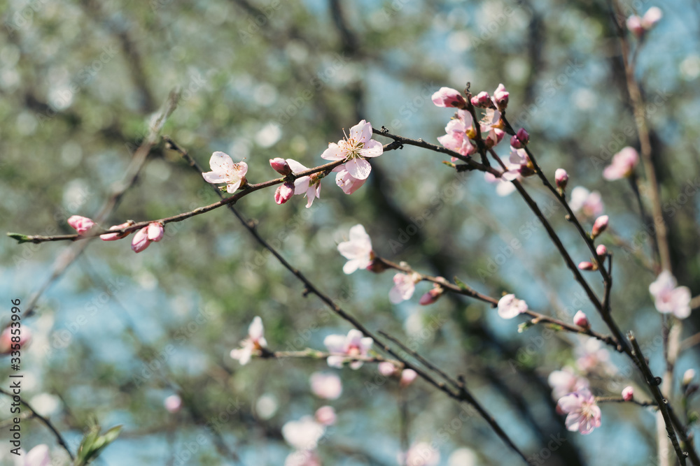 pink flower on a tree branch, blooming tree, blooming gardens in spring pink flower on a tree branch, blooming tree, blooming gardens in spring