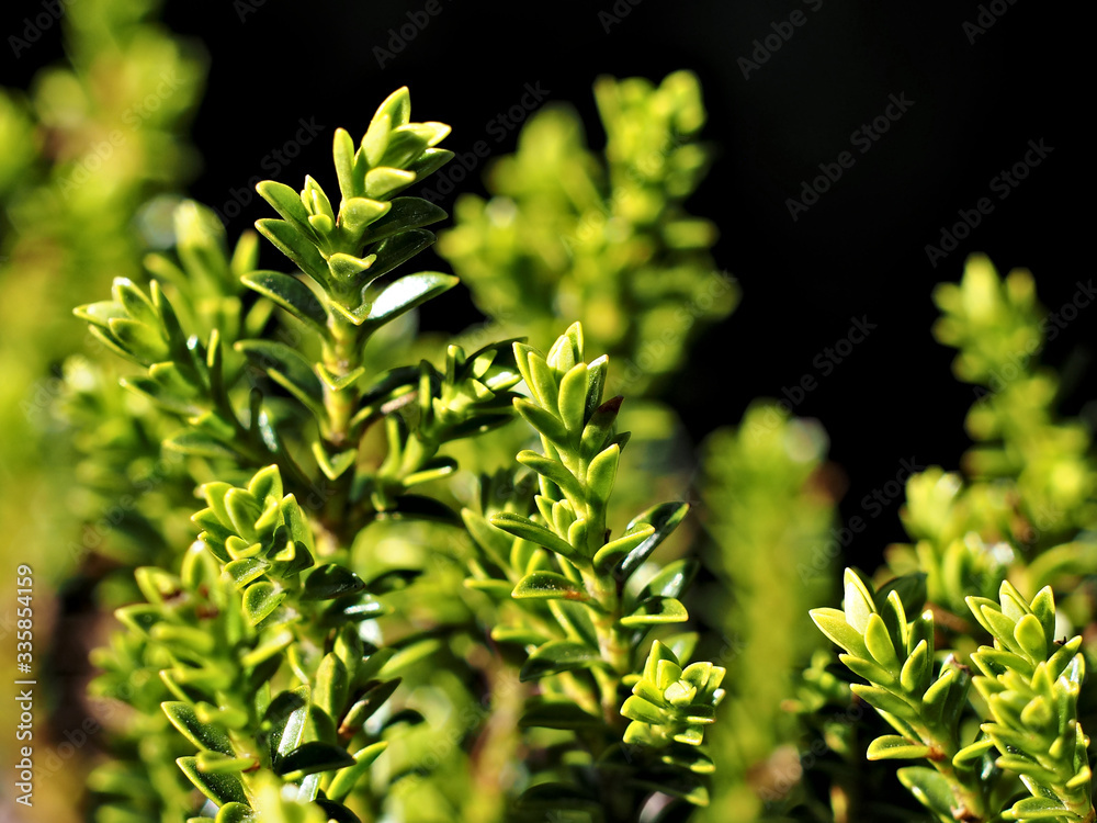 young green leaves plants on black background
