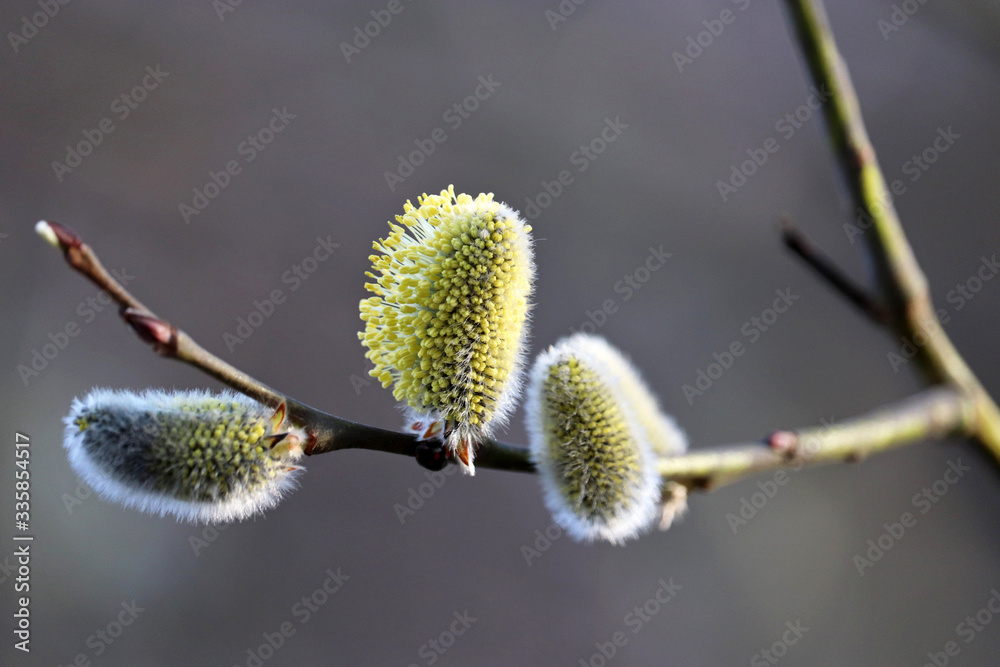 Pussy willow flowers on the branch, blooming verba in spring forest. Palm Sunday symbol, yellow catkins in sunlight closeup Pussy willow flowers on the branch, blooming verba in spring forest. Palm Sunday symbol, yellow catkins in sunlight closeup