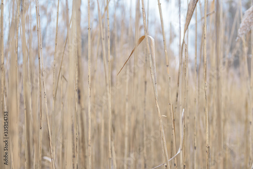 River reeds, seasons, nature
