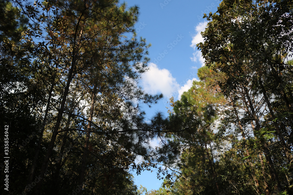 Nature Nature
