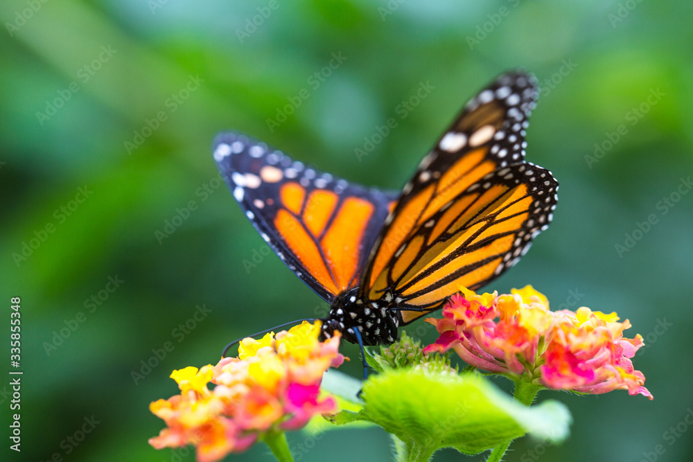 The monarch butterfly or simply monarch (Danaus plexippus) on the flower garden. The monarch butterfly or simply monarch (Danaus plexippus) on the flower garden.
