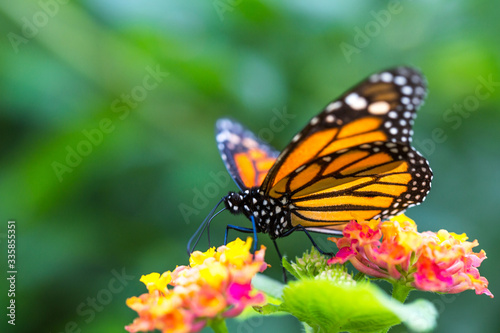 The monarch butterfly or simply monarch  Danaus plexippus  on the flower garden.