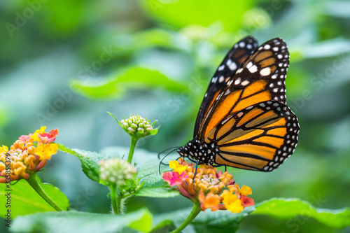 Obraz na plátně The monarch butterfly or simply monarch (Danaus plexippus) on the flower garden