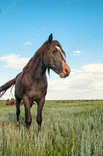 portrait of a wild horse © Юрий Бартенев