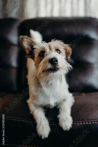 Jack russell long haired in living room.