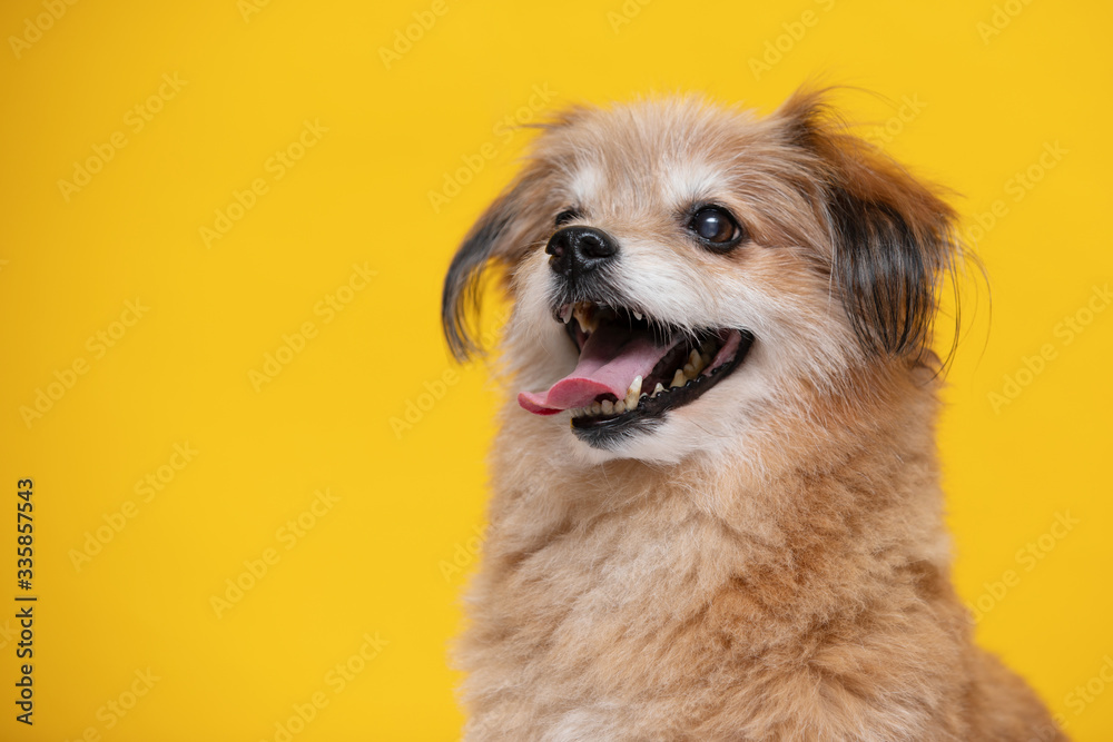 Mix breed happy dog smile and cheerful on yellow background ready to summer,Happiness dog Concept
