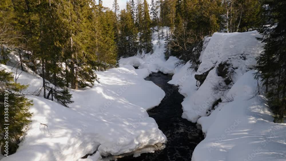 Winter landscape with a small stream flowing through an evergreen forest on a clear day - tilt up wide angle