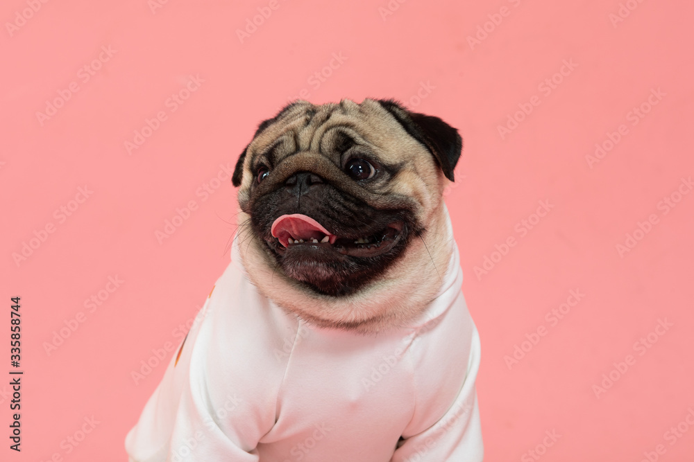 Happy Dog smile on pink background,Cute Puppy pug breed happiness on sweet color,Purebred Dog Concept