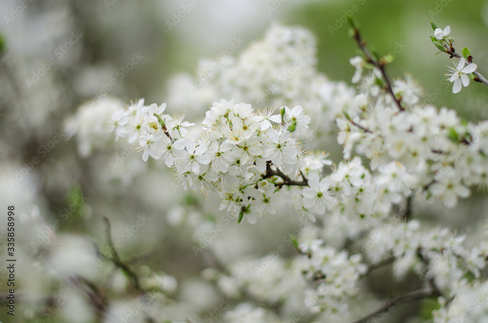 cherry tree blossom