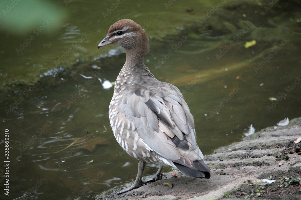 Canard streicher Canard streicher