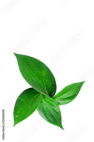 green leaves isolated on white background © ahaphotograph