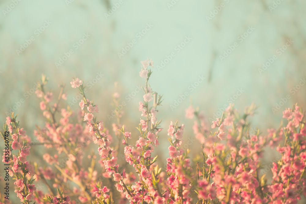 delicate pink flowers against the sky
delicate pink flowers against the sky