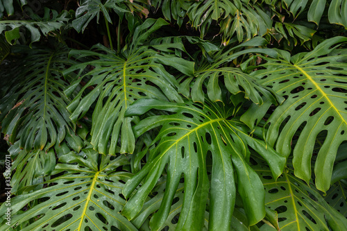 Close up Pile of Leaves Monsters with palm leaves.