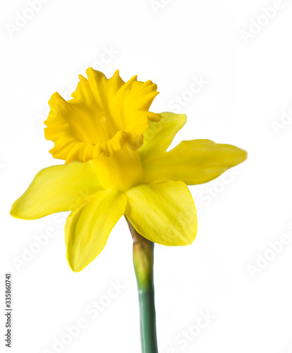 Beautiful yellow daffodil isolated on white background. Close up