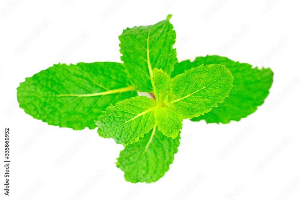 Peppermint leaves isolate on white background. Peppermint leaves isolate on white background.