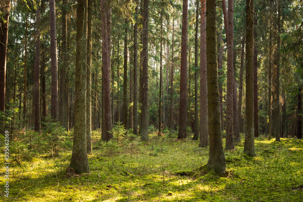 A beautiful natural forest in the Knyszyńska Forest