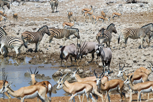 Gemsbok  Oryx gazella  at the waterhole - Namibia Africa 