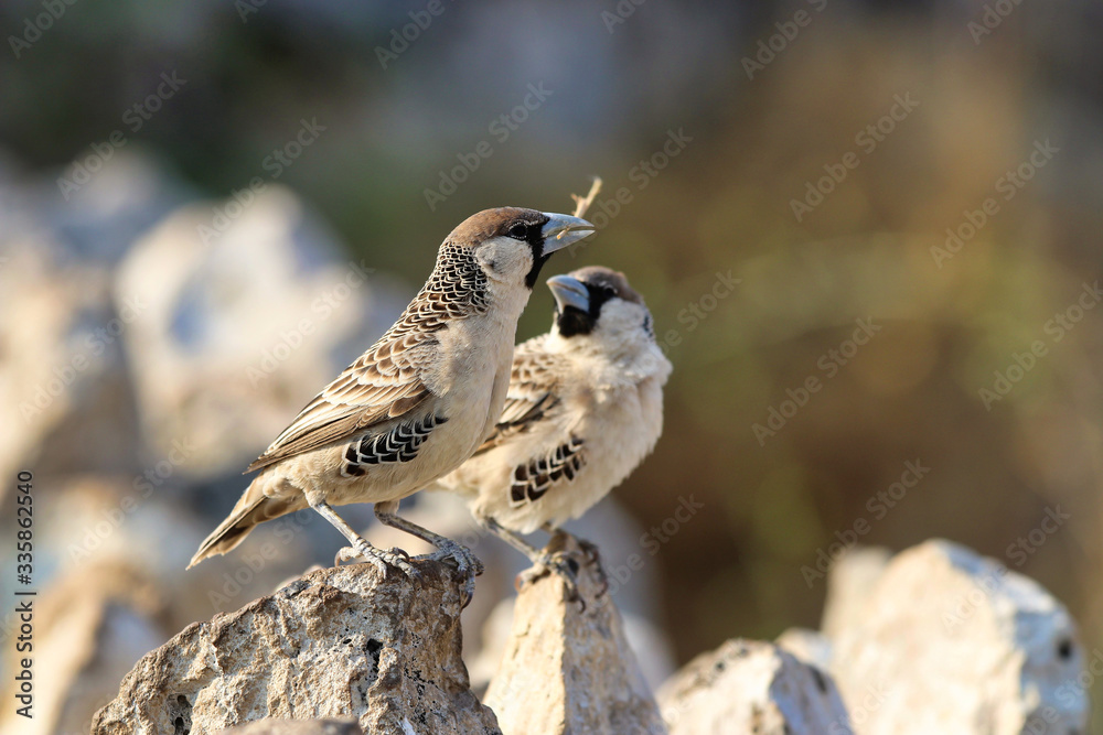 Fototapeta premium Sociable Weaver (Philetairus socius) - Namibia Africa 