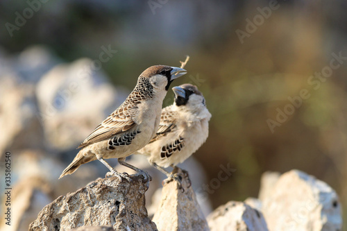Sociable Weaver (Philetairus socius) - Namibia Africa 