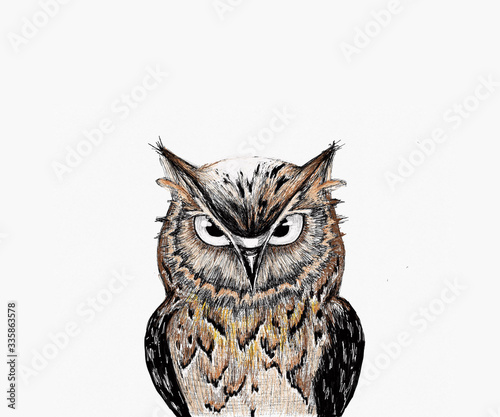 Owl  sketch