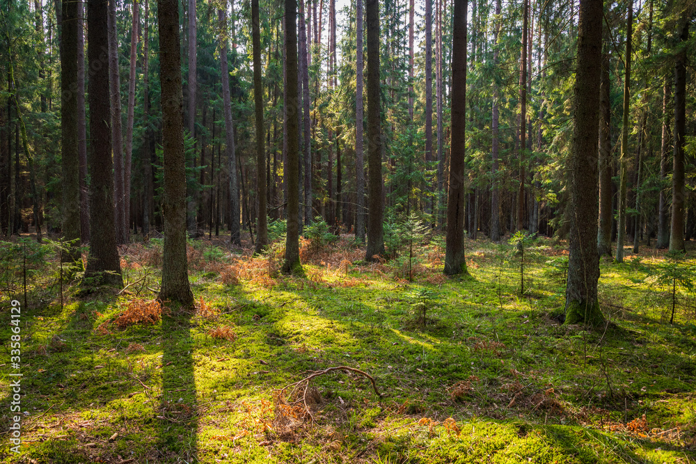 Fototapeta premium A beautiful natural forest in the Knyszyńska Forest