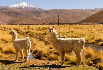 Sierkussen Lama Lama op Boliviaanse altiplano  © Pat on stock