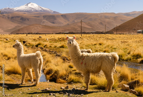 Lama sur l'altiplano
