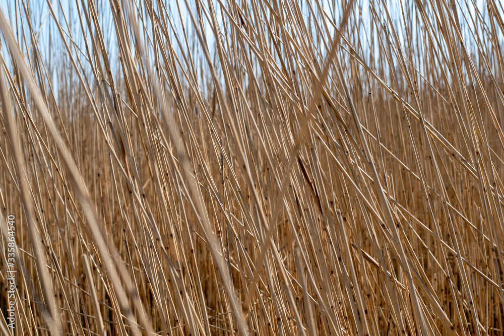 Fototapeta premium Nahaufnahme von Salzgras