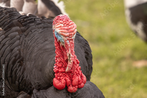 turkey on the farm