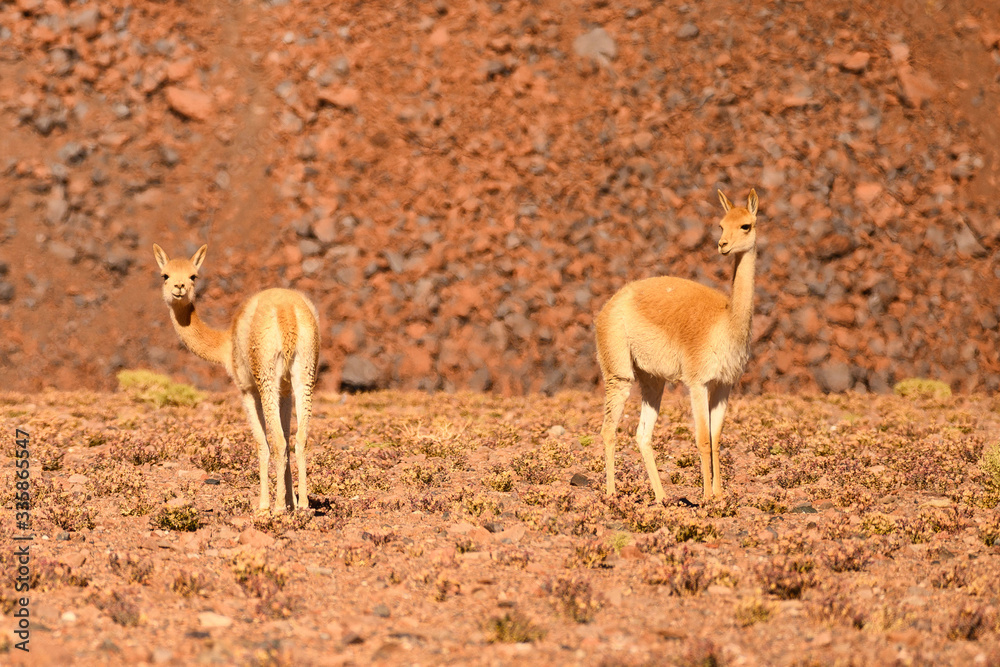 Naklejka premium Vigognes sur l'altiplano