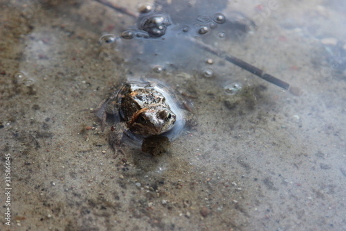Gody żab w okresie wiosennym, żaba w wodzie w Polsce.