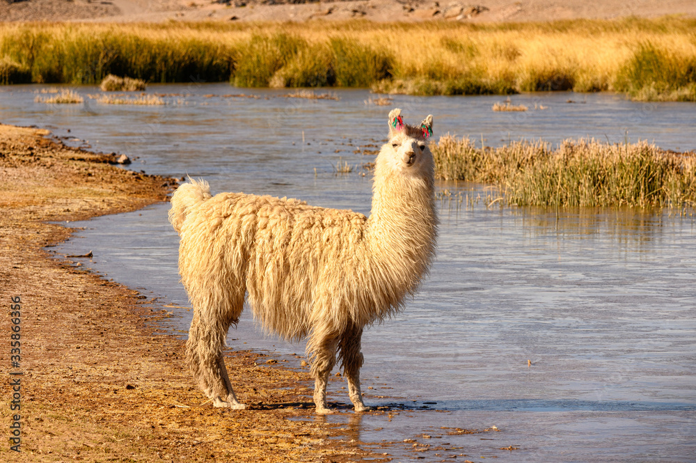 Fototapeta premium Lama sur l'altiplano