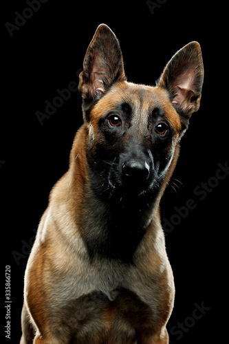 Dog breed Malinois in the Studio. Portrait on a black background