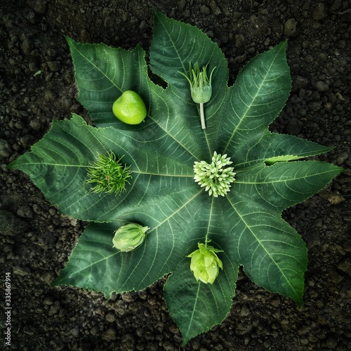 close-up flatlay green leaves on the  black ground