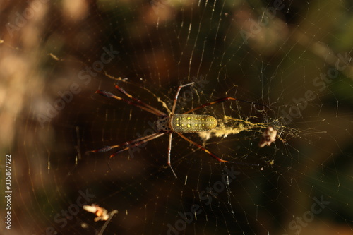 spider on a web © Sebastian