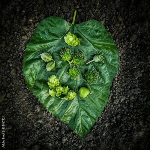 close-up flatlay green leaves on the  black ground