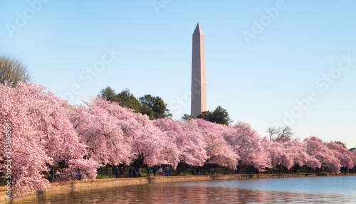 Washington DC – April 4, 2019: Cherry blossom festival with Washington memorial around the tidal basin