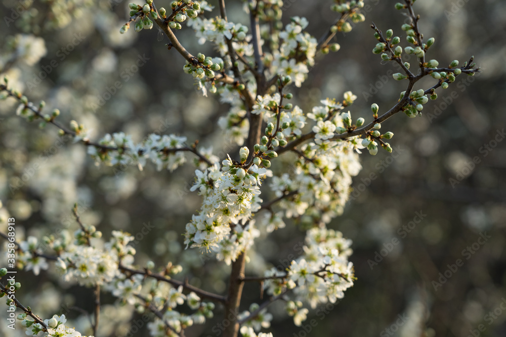 Flowering blackthorn (Prunus spinosa) in early spring. Flowering blackthorn (Prunus spinosa) in early spring.