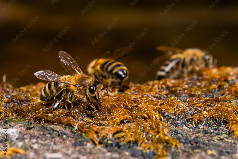 Bees drinking water from wet moss, bees drinking water, macro photo Bees drinking water from wet moss, bees drinking water, macro photo