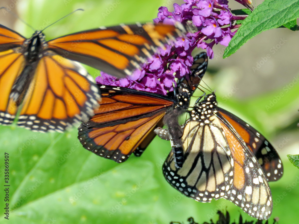 Obraz premium Toronto High Park Monarch butterflies 2018