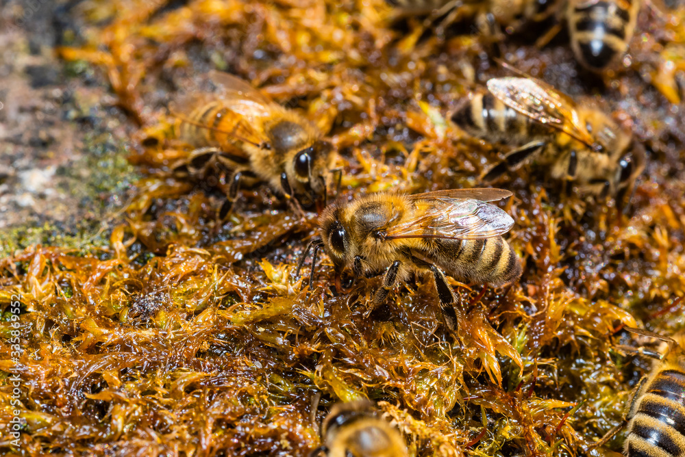 Bees drinking water from wet moss, bees drinking water, macro photo Bees drinking water from wet moss, bees drinking water, macro photo