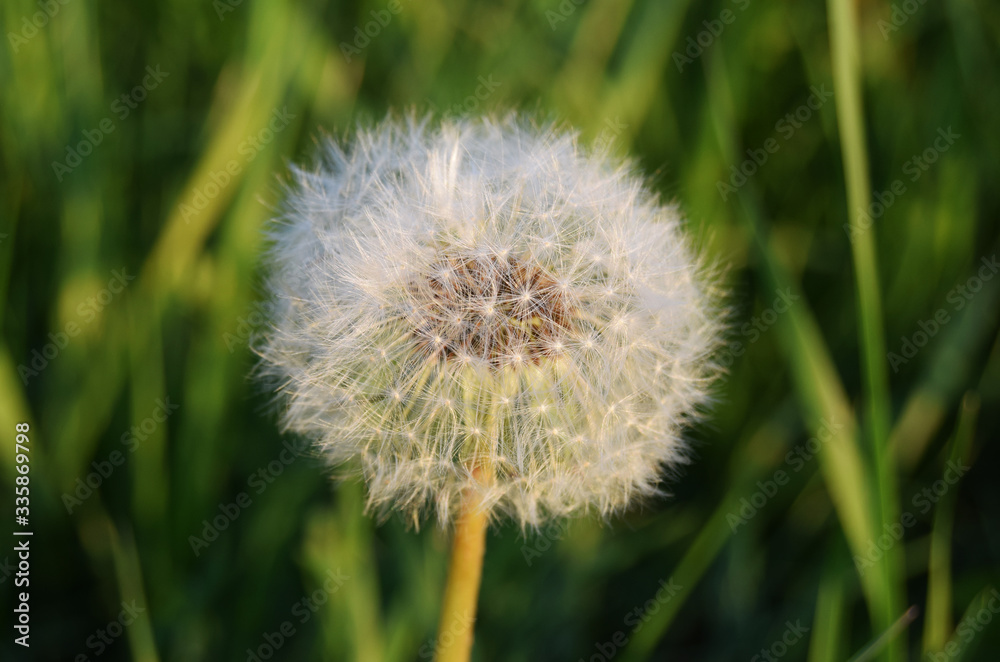 The seeds of a dandelion. Medicinal plant. White dandelion flower in the grass macro close-up.
